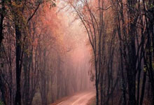 鲸鱼体育官网：2025年世界冬季极限运动会：李方慧摘银 谷爱凌伤退2025-01-26.